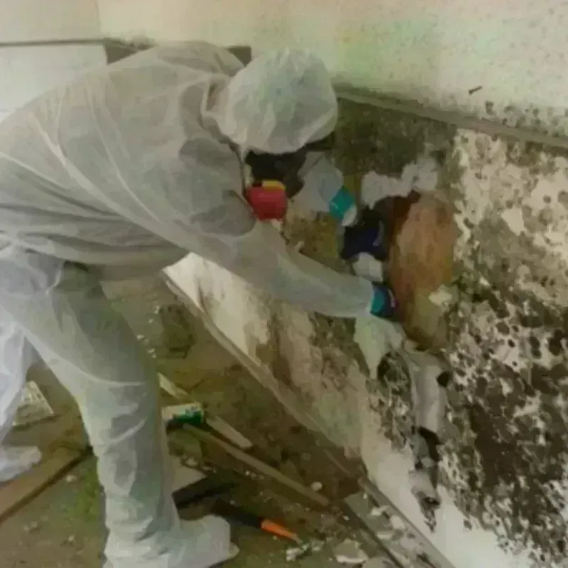 Mold Remediation and Removal in Scott City, KS